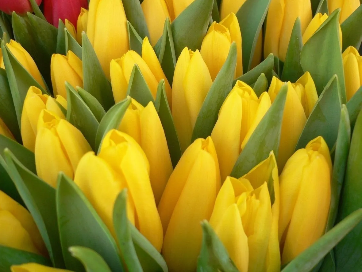 fiori Giugliano in Campania
