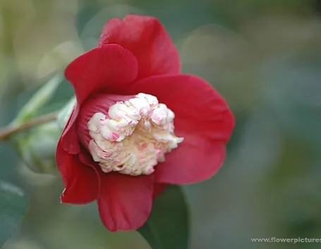 fiori per amicizia-1