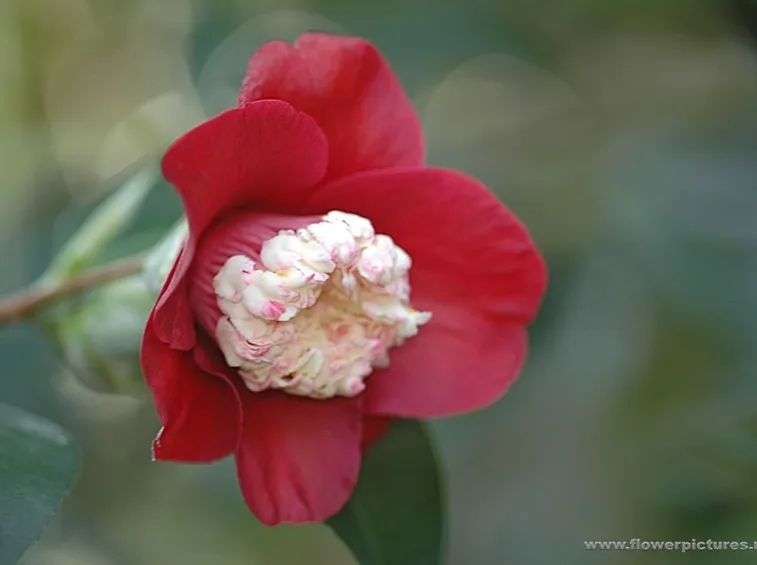 fiori per amicizia-1