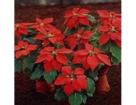 fiori per amicizia