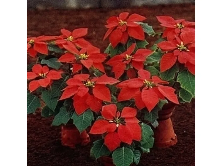 fiori per amicizia