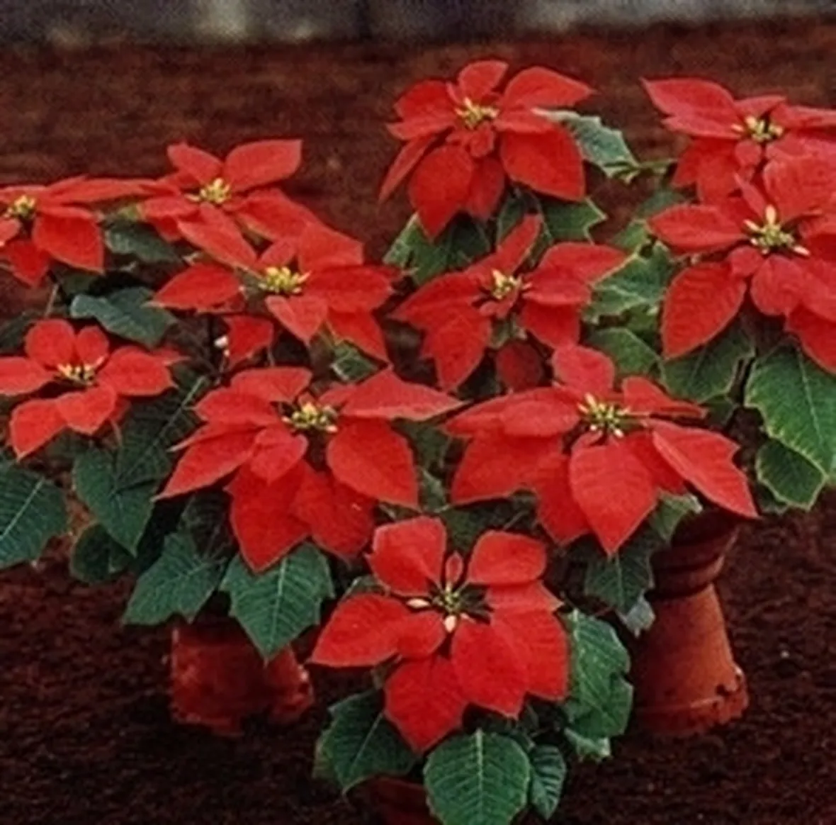 fiori per amicizia
