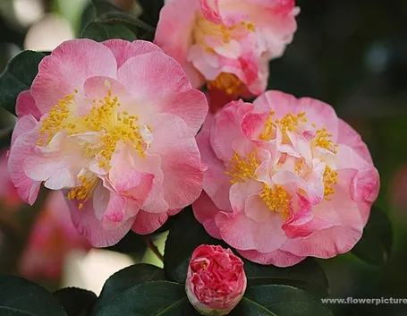fiori per amore