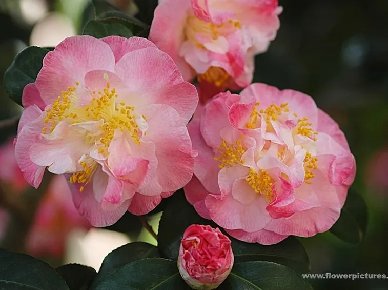 fiori per amore