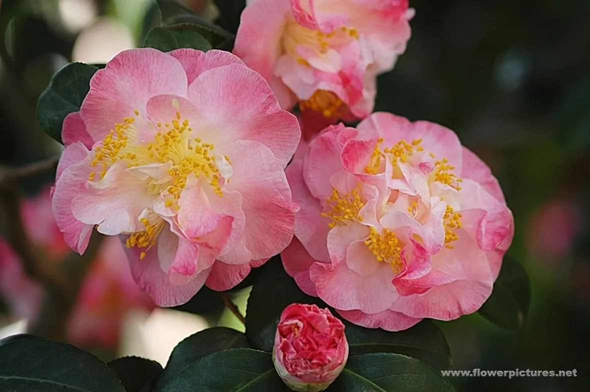 fiori per amore