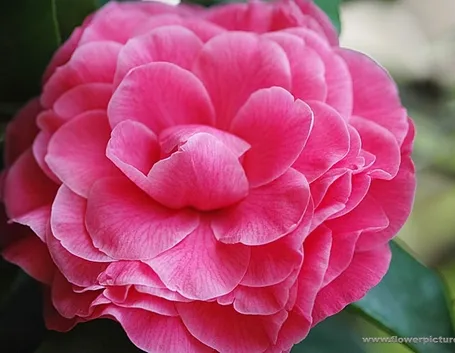 fiori per anniversari-1
