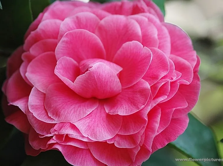 fiori per anniversari-1
