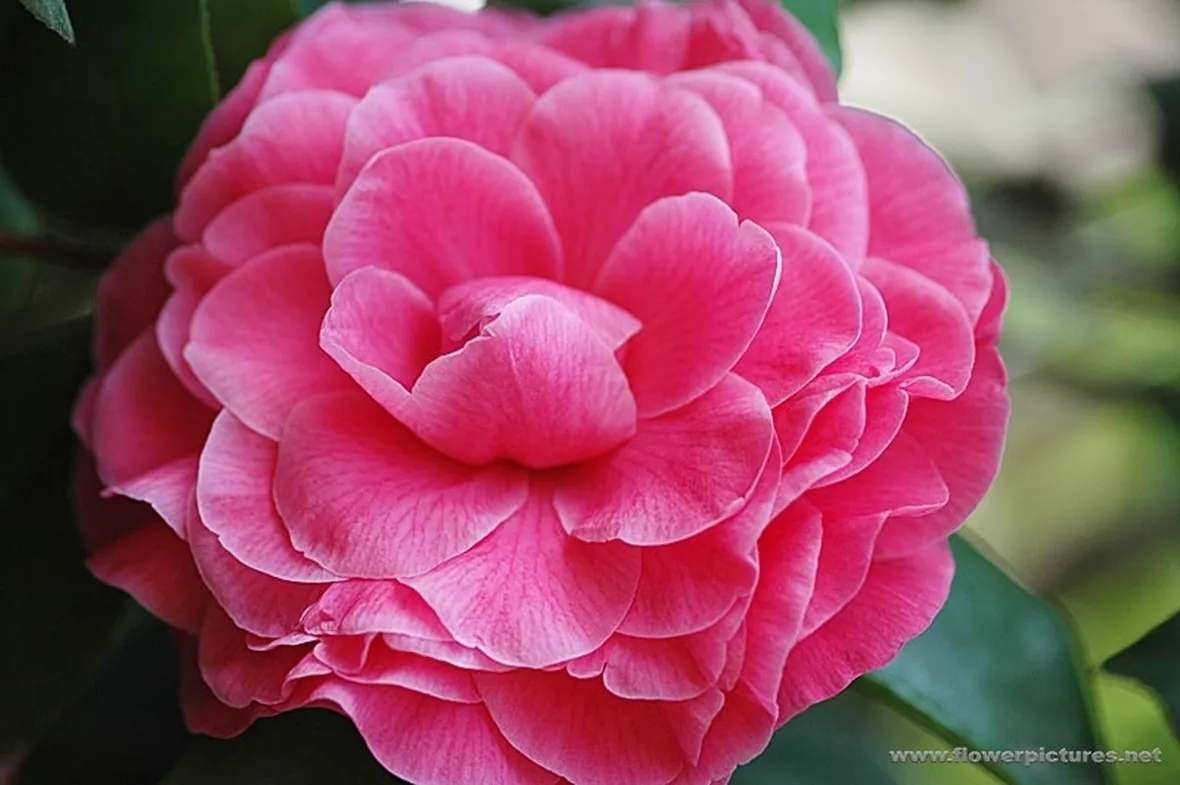 fiori per anniversari-1