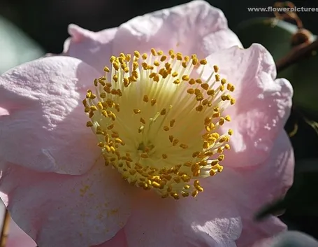 fiori per anniversario