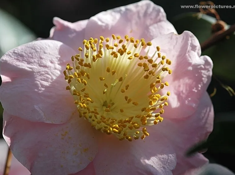 fiori per anniversario