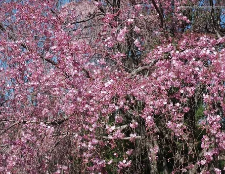 fiori per auguri-1