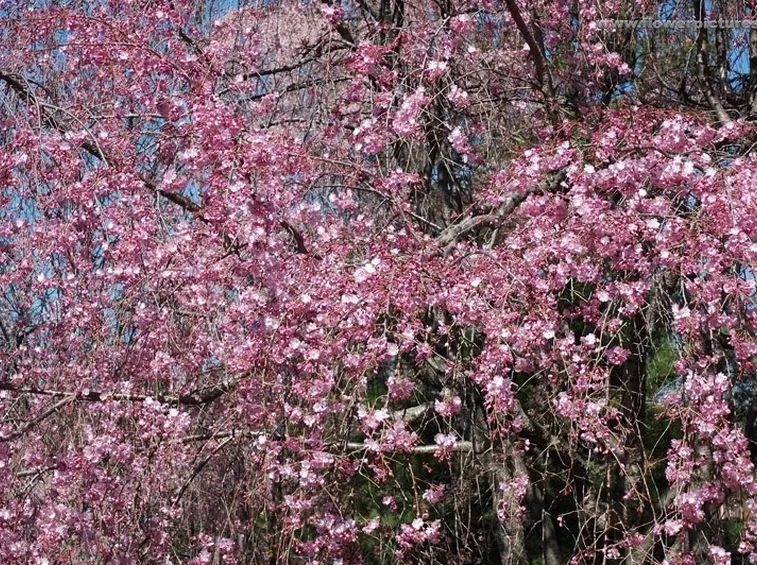 fiori per auguri-1