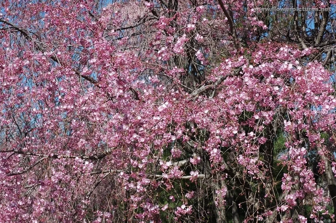 fiori per auguri-1