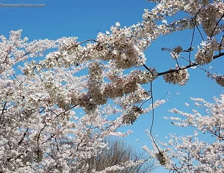 fiori per aziendali-1