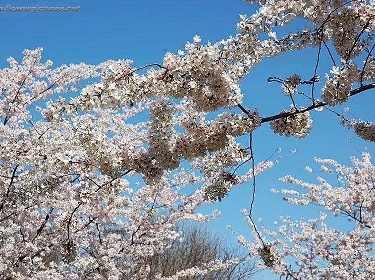 fiori per aziendali-1