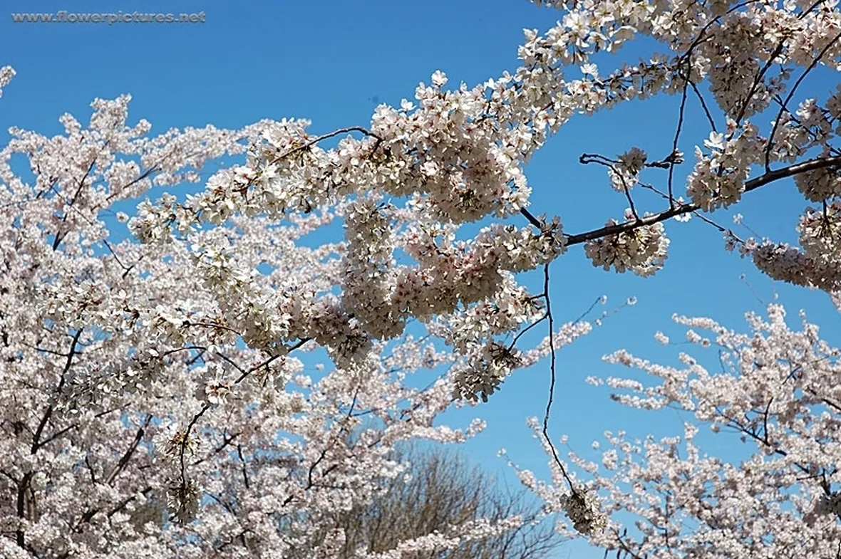 fiori per aziendali-1