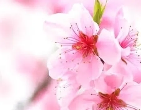 fiori per battesimo-1