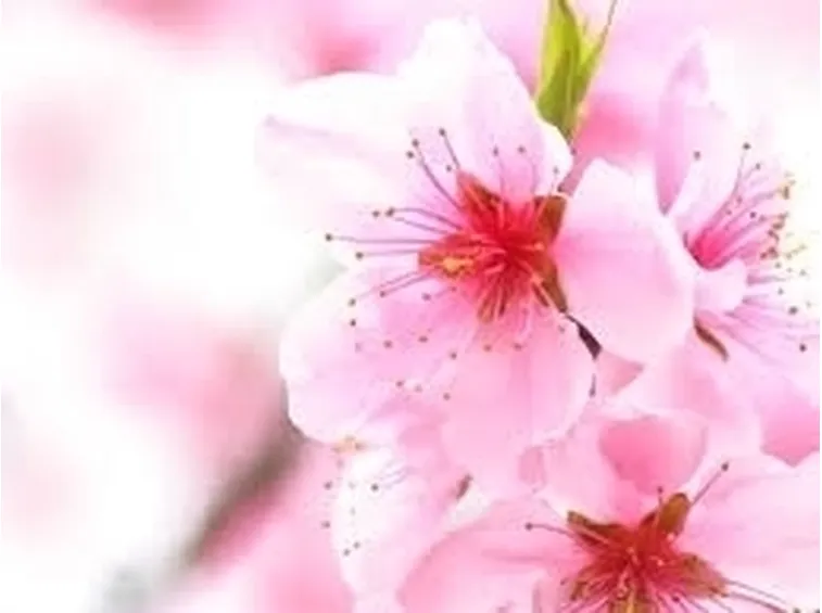 fiori per battesimo-1