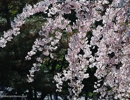 fiori per battesimo