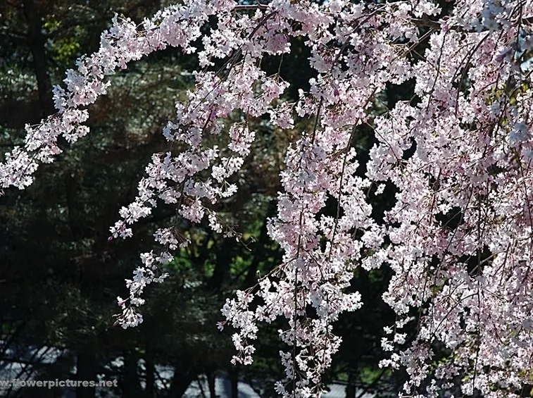 fiori per battesimo