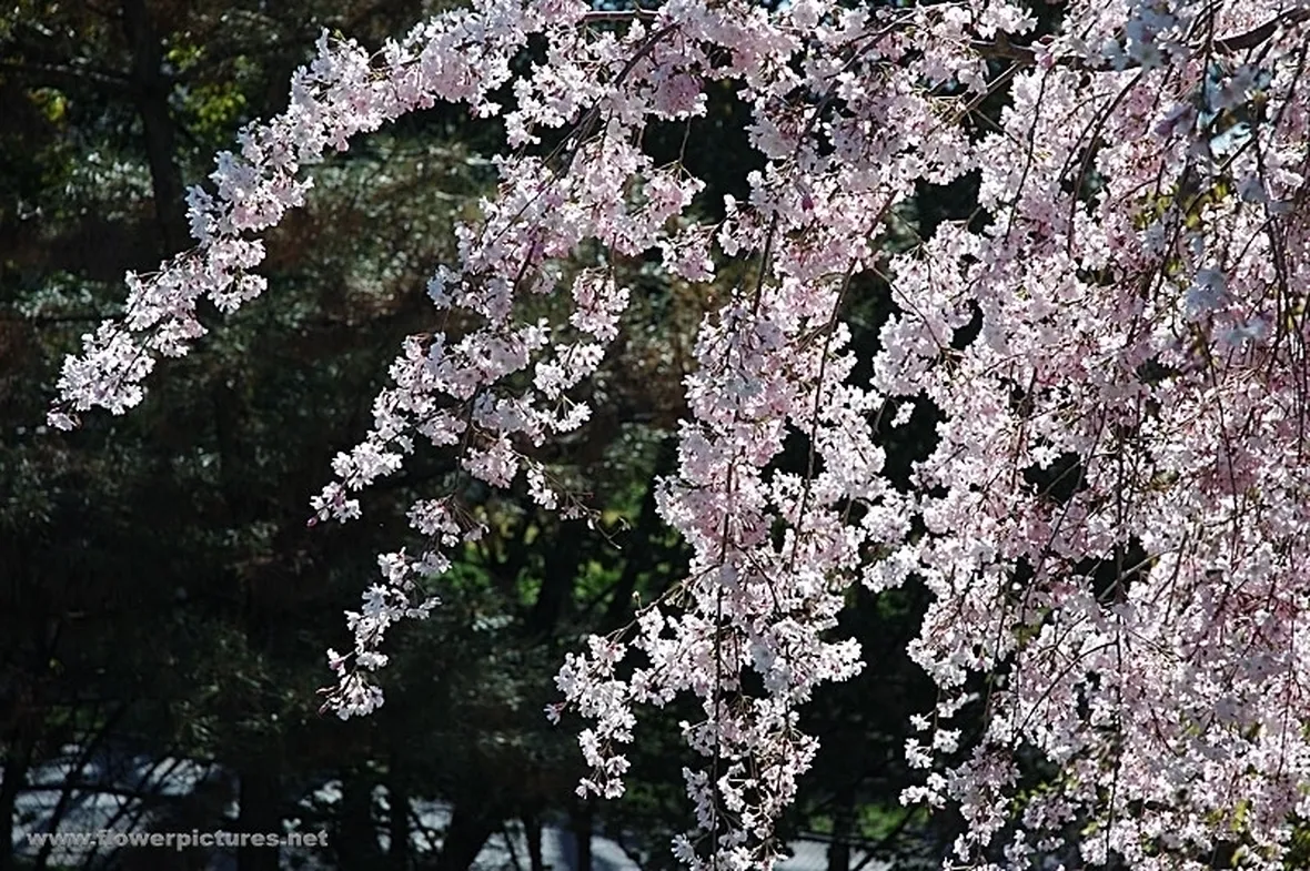 fiori per battesimo