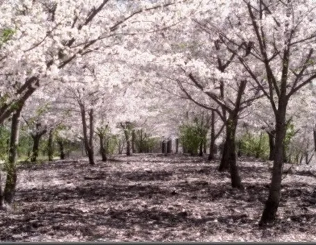 fiori per chiedere scusa
