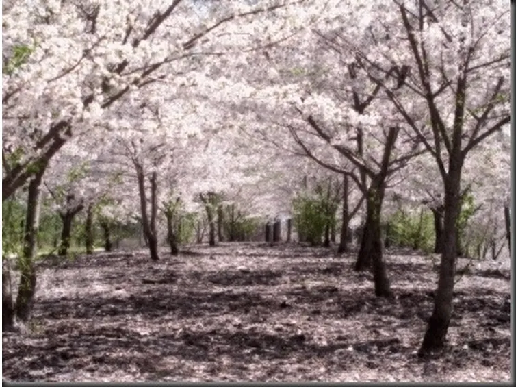 fiori per chiedere scusa
