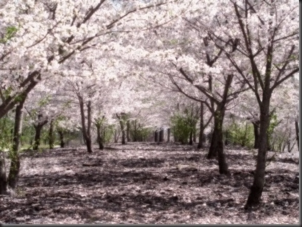 fiori per chiedere scusa