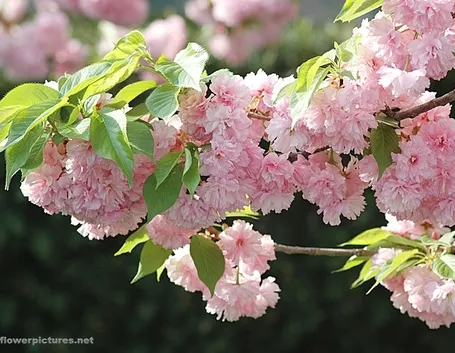 fiori per compleanno