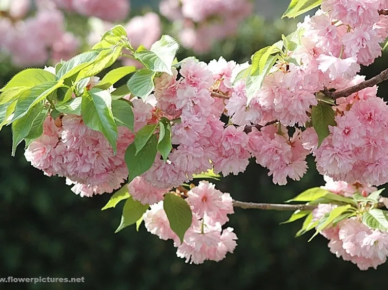 fiori per compleanno