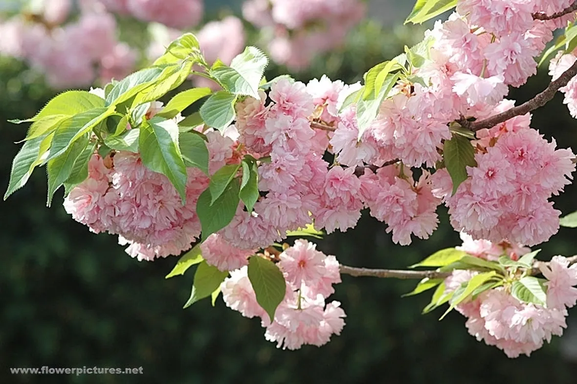 fiori per compleanno