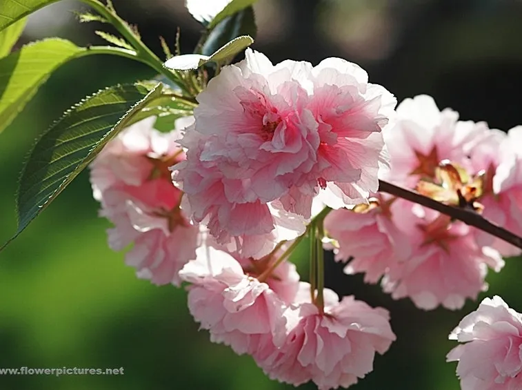 fiori per condoglianze-1