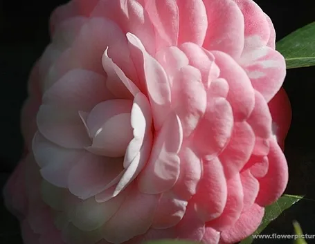 fiori per congratulazioni