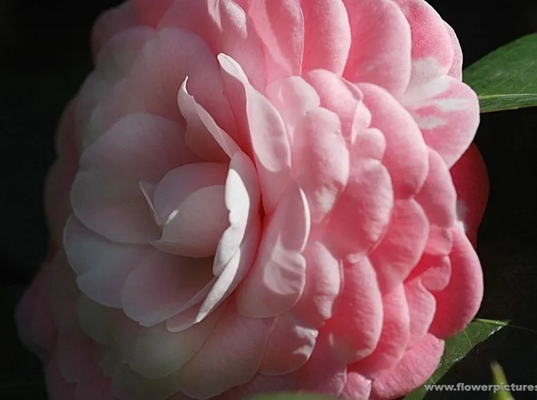 fiori per congratulazioni