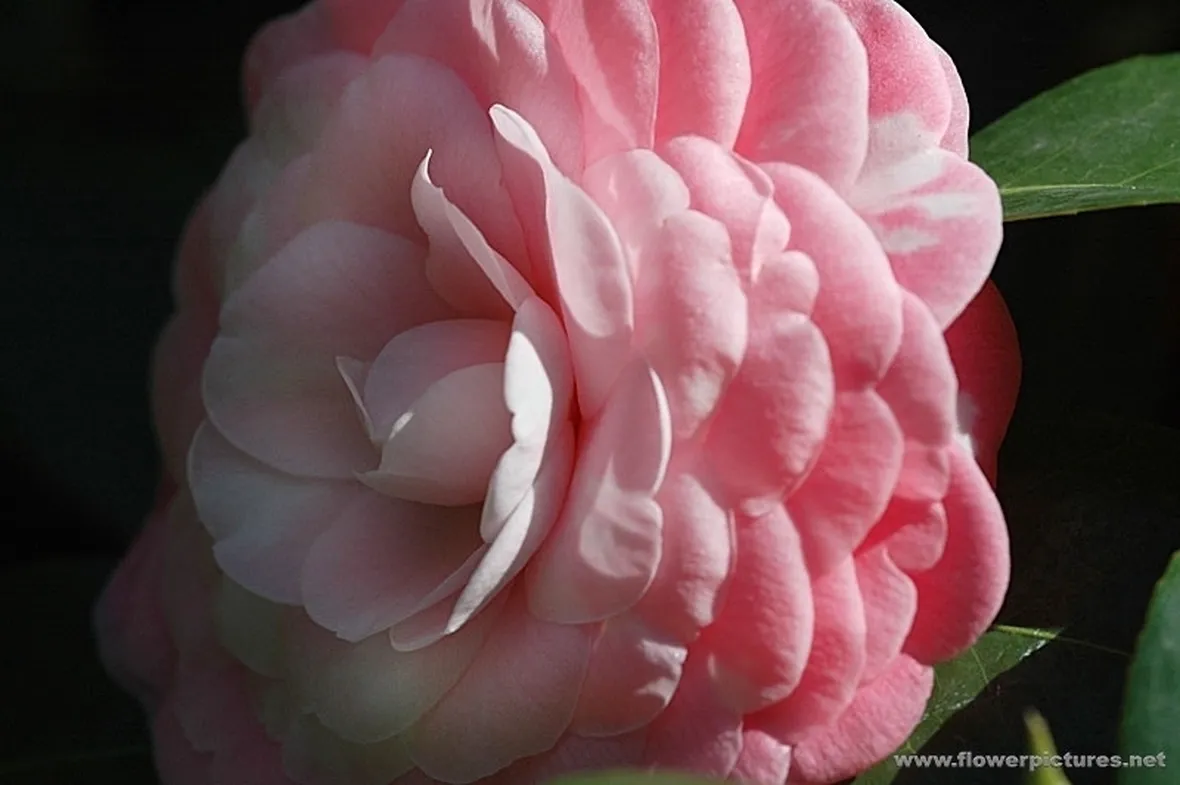 fiori per congratulazioni