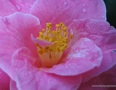 fiori per dirti che?