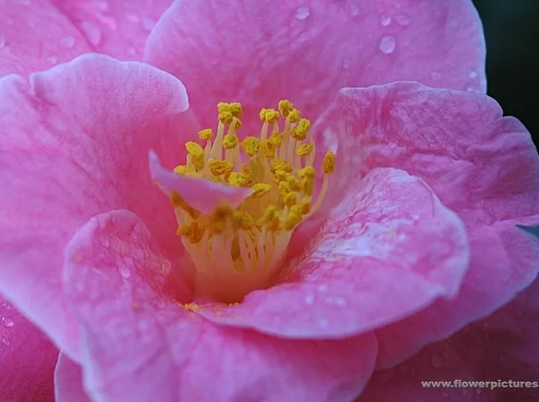 fiori per dirti che?