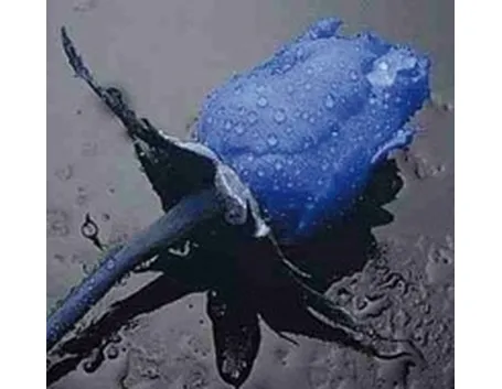 fiori per fiocco azzurro