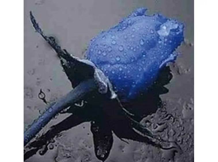 fiori per fiocco azzurro