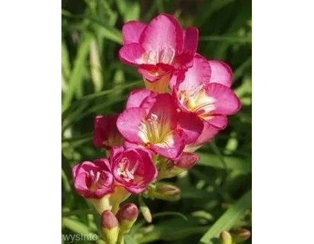 fiori per fiocco rosa