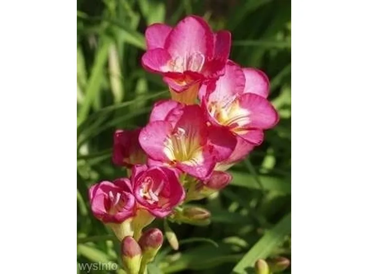fiori per fiocco rosa
