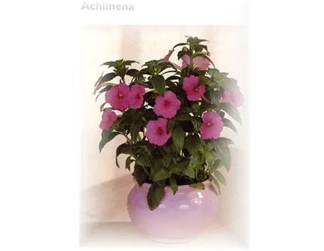 fiori per guarigioni