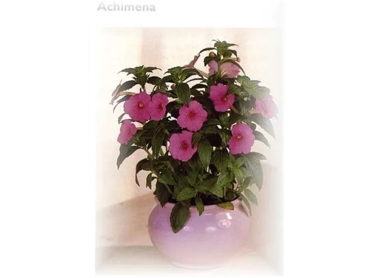 fiori per guarigioni