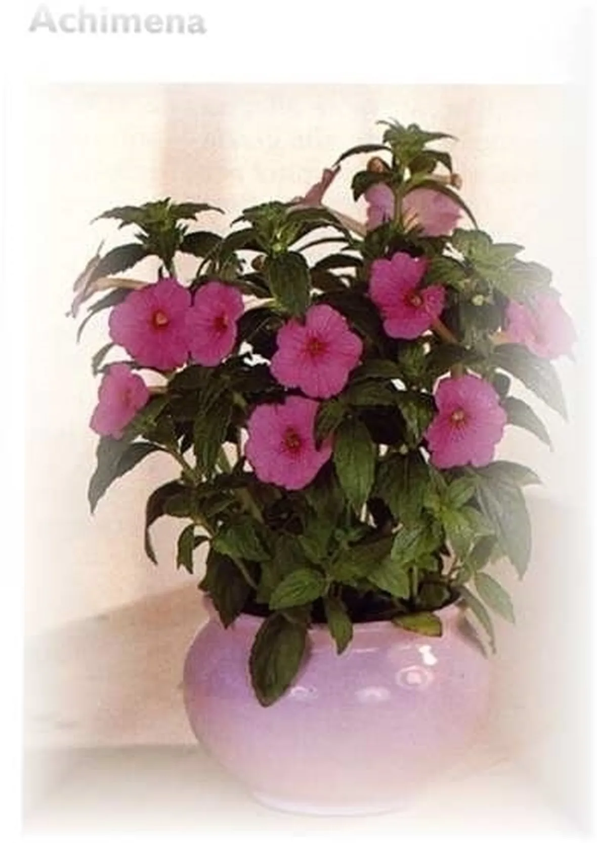 fiori per guarigioni