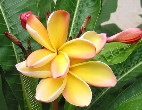 fiori per lui