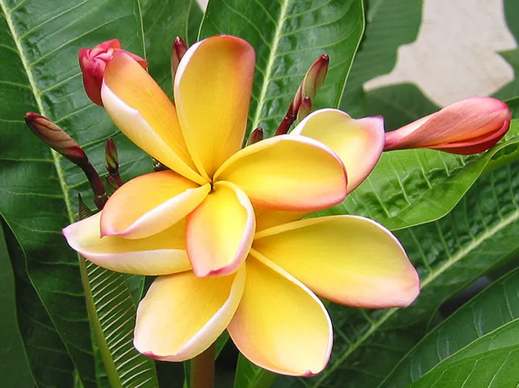 fiori per lui