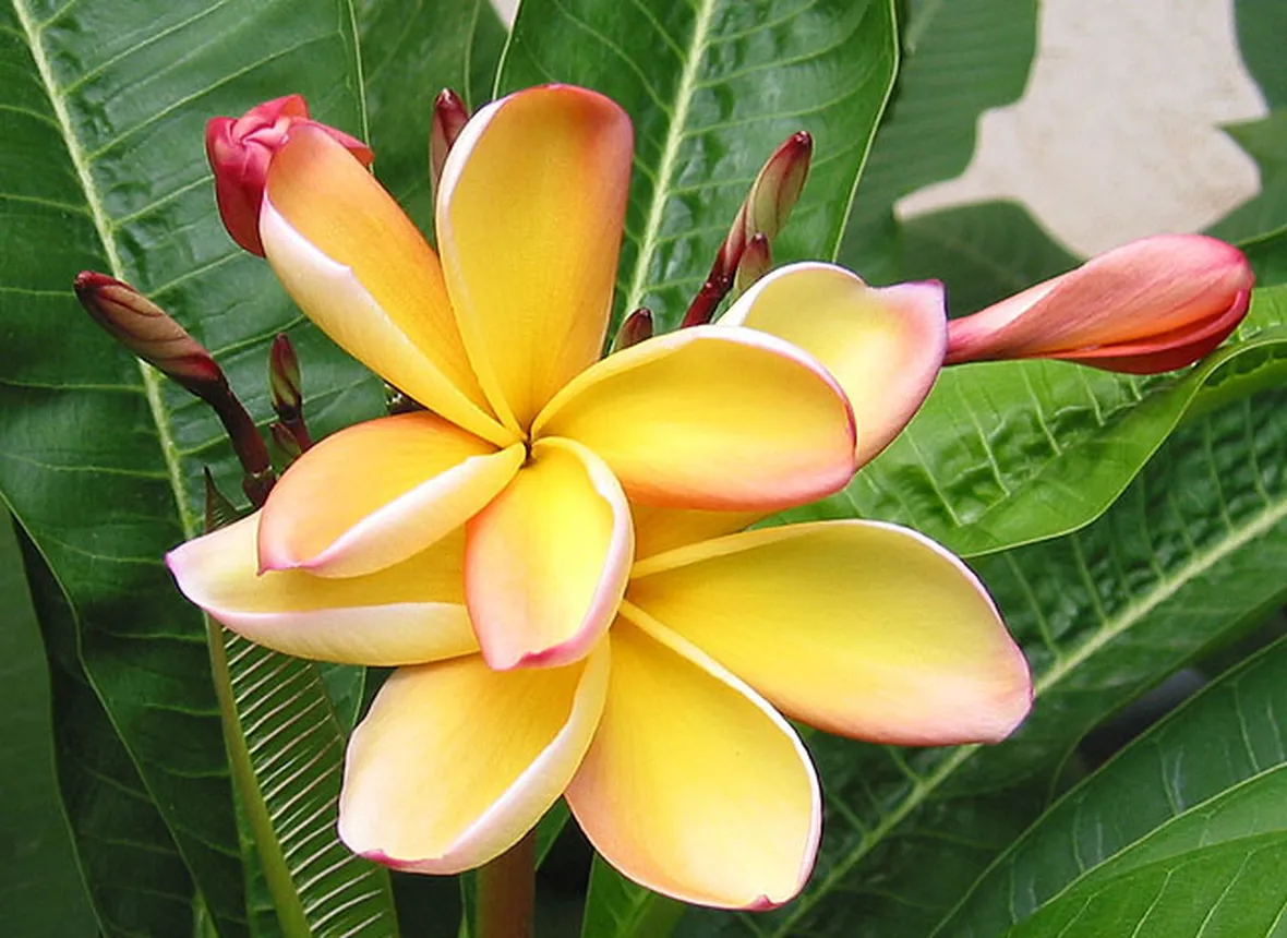 fiori per lui