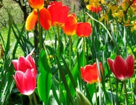 fiori per natale buon anno
