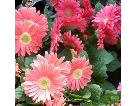fiori per nozze argento-oro
