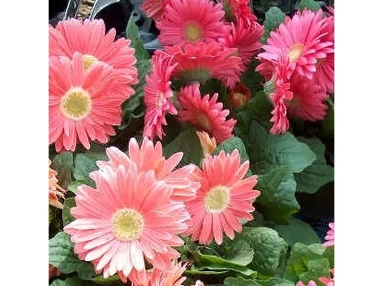 fiori per nozze argento-oro
